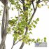 Acer Saccharinum Summer Fall - Thumbnail 3