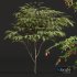 New Plant Ziziphus Jujuba Chinesische Dattel Red - Thumbnail 2