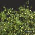 New Plant High detail Malus Pumila Apple Green - Thumbnail 2