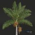 New Plant High detail Roystonea Regia Medium Fruit - Thumbnail 2