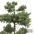 New Plant High detail Pinus Echinata - Thumbnail 2