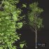 New Plant High detail Fagus Sylvatica02 - Thumbnail 2