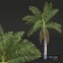 New Plant High detail Roystonea Regia Medium - Thumbnail 2