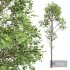 New Plant High detail Fagus Sylvatica03 - Thumbnail 2