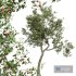 New Plant High detail Crataegus Pinnatifida Hawthorn - Thumbnail 2