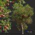 New Plant High detail Punica Granatum Pomegranate - Thumbnail 2