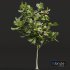 New Plant High detail Ficus Carica Feige Fig - Thumbnail 3