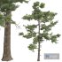 New Plant High detail Pinus Echinata03 - Thumbnail 3