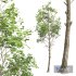 New Plant High detail Fagus Sylvatica02 - Thumbnail 4