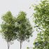 HQ Plants Acer Saccharinum Tree 13m 02 - Thumbnail 4