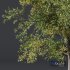 HQ Plants Alnus glutinosa - Thumbnail 3