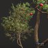 New Plant High detail Malus Pumila Apple Red - Thumbnail 3
