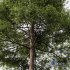 HQ Plants Oak Tree - Thumbnail 2
