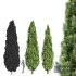 Cypress-5 trees - Thumbnail 3
