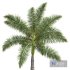 New Plant High detail Roystonea Regia Medium - Thumbnail 3
