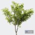 HQ Plants Acer Pseudoplatanus - Thumbnail 4