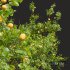 New Plant High detail Armeniaca Vulgaris Prunus - Thumbnail 3