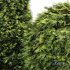Golden Globe Dwarf Thuja and Rocky Mountain Juniper - Thumbnail 2