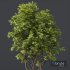 HQ Plants Ash Maple Tree 5m - Thumbnail 3