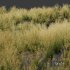 Celtica Gigantea Stipa Golden Oats and Carex Elata Aurea - Thumbnail 4