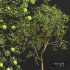 New Plant High detail Malus Pumila Apple Green - Thumbnail 4