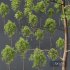 HQ Plants Ash Tree Tall02 - Thumbnail 3