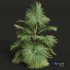 New Plant High detail Saribus Rotundifolius Small - Thumbnail 4