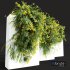 New Plant Coronilla Valentina Glauca Wall - Thumbnail 3