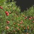 New Plant High detail Punica Granatum Pomegranate - Thumbnail 3