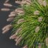 Plants Pennisetum Alopecuroides Lampenputzergras Fountain Hameln Version03 - Thumbnail 3