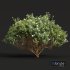 New Plant Cistus Albidus Zistrose Flower Decorative - Thumbnail 2