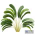 New Plant High detail Strelitzia Nicolai Small - Thumbnail 3