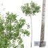 New Plant High detail Populus Tremuloides02 - Thumbnail 3