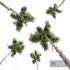 New Plant High detail Pinus Echinata02 - Thumbnail 3