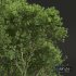 New Plant High detail Acer Pseudoplatanus02 - Thumbnail 2