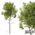 HQ Plants Ash Tree Tall - Thumbnail 4