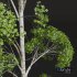 New Plant High detail Populus Tremuloides04 - Thumbnail 4