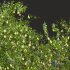 New Plant High detail Pear Pyrus Communis Green - Thumbnail 3