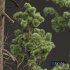 New Plant High detail Pinus Palustris02 - Thumbnail 4