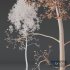 HQ Plants Ash Tree Tall02 - Thumbnail 4
