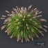 Plants Pennisetum Alopecuroides Lampenputzergras Fountain Hameln Version03 - Thumbnail 4