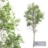 New Plant High detail Fagus Sylvatica03 - Thumbnail 3