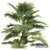 New Plant High detail Saribus Rotundifolius Small - Thumbnail 3