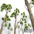 New Plant High detail Cinnamomum Camphora Decorative - Thumbnail 3
