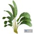 New Plant High detail Strelitzia Nicolai Small - Thumbnail 4