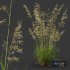 Celtica Gigantea Stipa Golden and Sweet Grass - Thumbnail 4