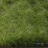 Carex Elata Aurea Grass - Thumbnail 2