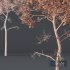 HQ Plants Ash Tree Tall - Thumbnail 3