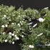 New Plant Cistus Albidus Zistrose Flower White - Thumbnail 3