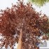 HQ Plants Alnus glutinosa02 - Thumbnail 4